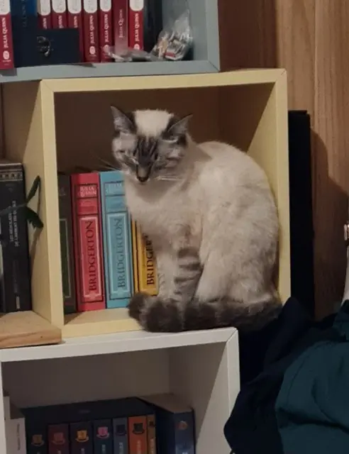 cat lost   41300 Salbris Vénus