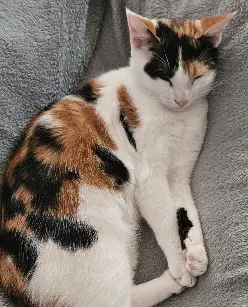Chatte Perdue 41 Loir-et-Cher - Zaya Chatte Perdue 41 Loir-et-Cher - Zaya