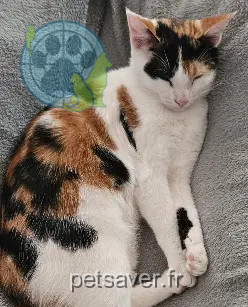 Chatte Perdue 41 Loir-et-Cher - Zaya Chatte Perdue 41 Loir-et-Cher - Zaya