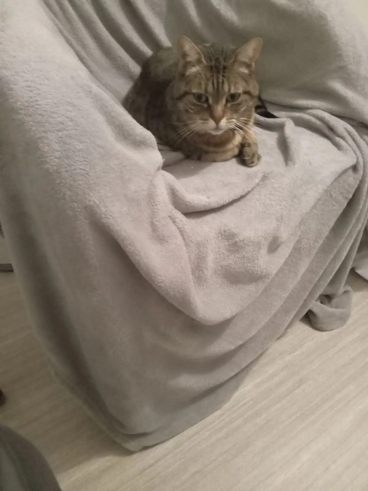 Chatte Perdue 41 Loir-et-Cher Chatte Perdue 41 Loir-et-Cher