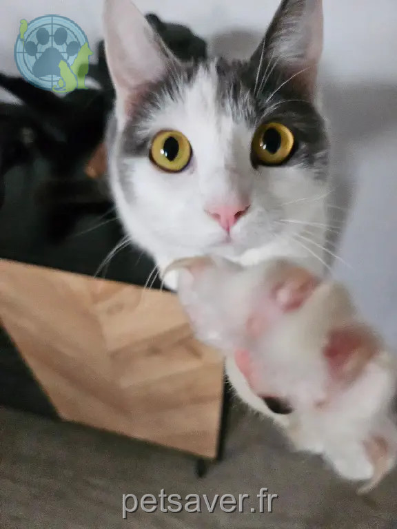 Chatte Perdue 41 Loir-et-Cher - Écho Chatte Perdue 41 Loir-et-Cher - Écho