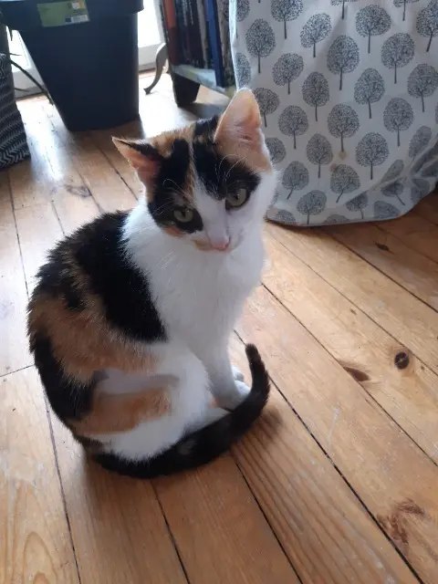 gata perdida 42140 Chazelles-sur-Lyon Api gata lost 42140 Chazelles-sur-Lyon Api