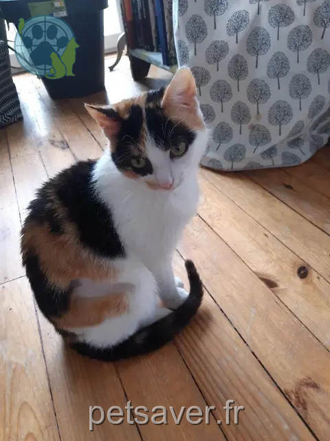 Katze vermisst 42140 Chazelles-sur-Lyon Api Katze lost 42140 Chazelles-sur-Lyon Api