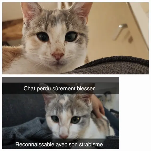 chatte lost   42130 Saint-Étienne-le-Molard Aquali