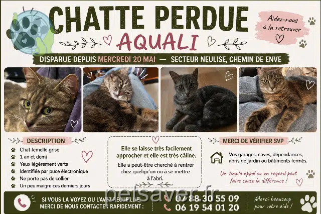 cat lost   42590 Neulise Aquali