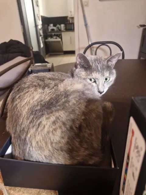 chatte lost   42400 Saint-Chamond Bibble