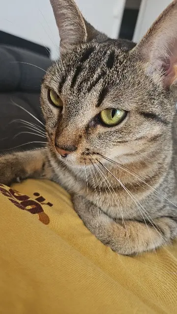 chatte lost   42300 Roanne Cali