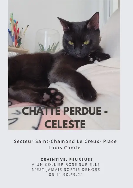 chatte lost   42400 Saint-Chamond Celeste