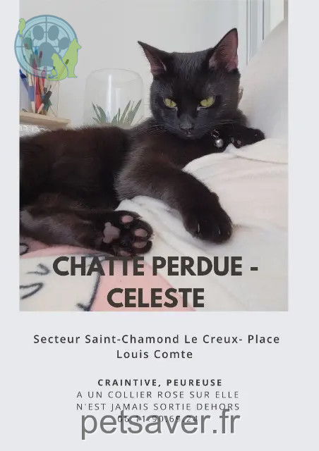 gata perdida 42400 Saint-Chamond Celeste gata lost 42400 Saint-Chamond Celeste