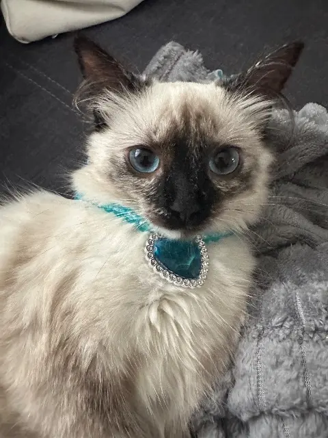 chatte lost   42800 Saint-Martin-la-Plaine Chanel