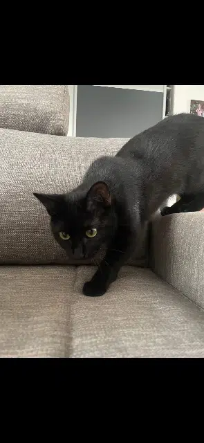 chatte lost   42110 Épercieux-Saint-Paul Chanel