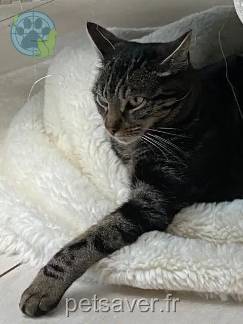chatte lost   42510 Balbigny Choupa