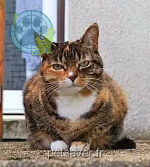chatte perdue 42190 Charlieu Chouquette chatte lost 42190 Charlieu Chouquette