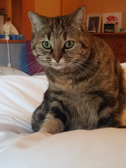 chatte lost   42370 Saint-Haon-le-Châtel Céleste