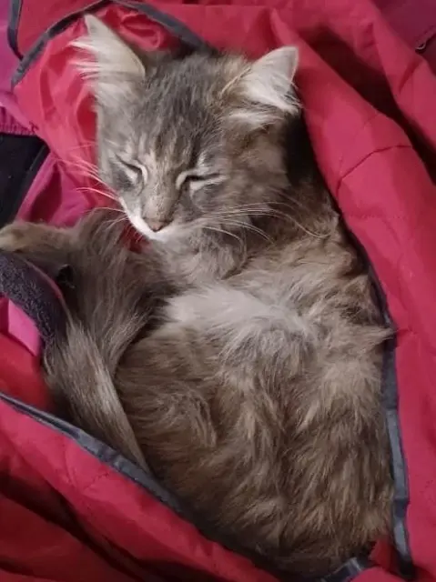 chatte lost   42600 Montbrison Daisy