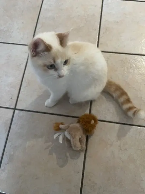chatte lost   42240 Saint-Paul-en-Cornillon Flocon