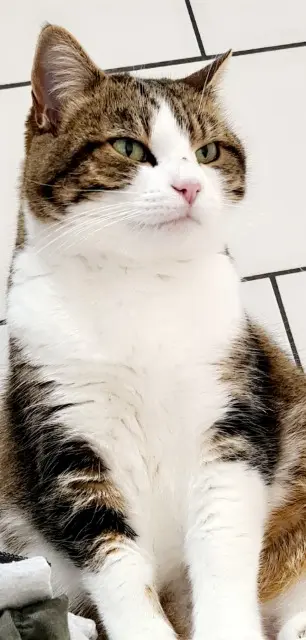 chatte lost   42520 Maclas Henna