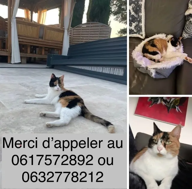 chatte lost   42330 Saint-Bonnet-les-Oules India