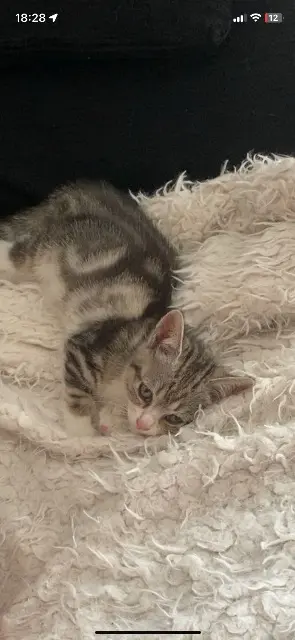 chatte lost   42510 Balbigny Iziss