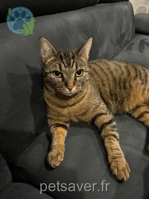 chatte lost   42300 Roanne Java