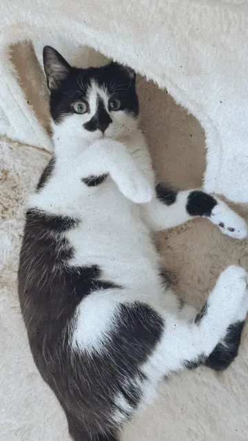 chatte lost   42630 Saint-Victor-sur-Rhins Kitty