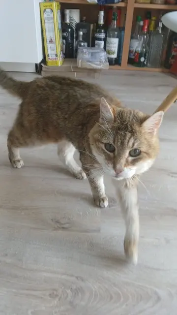 chatte lost   42400 Saint-Chamond Lou