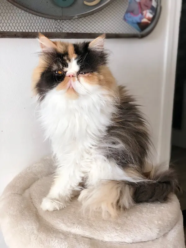 Chatte Perdue 42 Loire - Lunna Chatte Perdue 42 Loire - Lunna