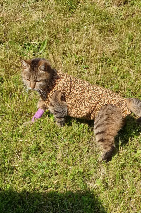 Chatte Perdue 42 Loire - Mamet Chatte Perdue 42 Loire - Mamet