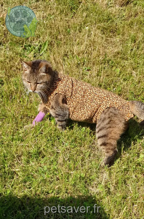 Chatte Perdue 42 Loire - Mamet Chatte Perdue 42 Loire - Mamet