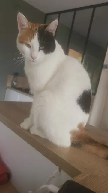chatte lost   42460 Sevelinges Manoune