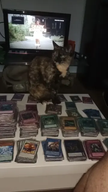 chatte lost   42800 Saint-Martin-la-Plaine Maïya