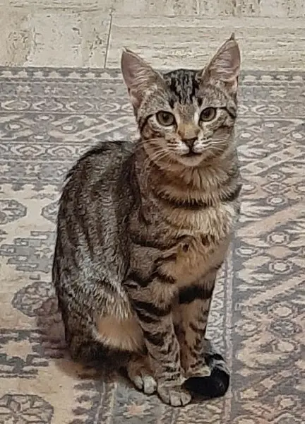 chatte lost   42340 Veauchette Mini Chat