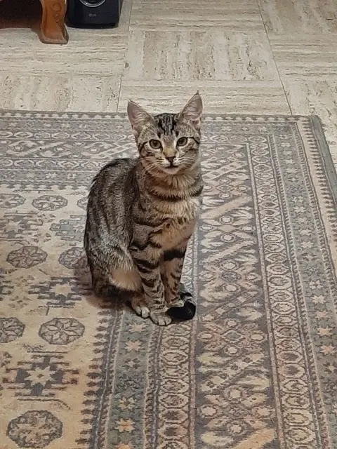 chatte lost   42340 Veauchette Mini chat