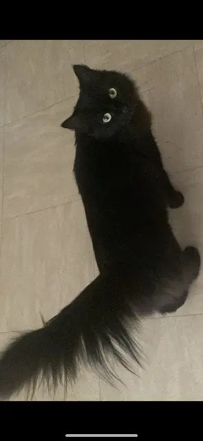 chatte lost   42700 Firminy Minou