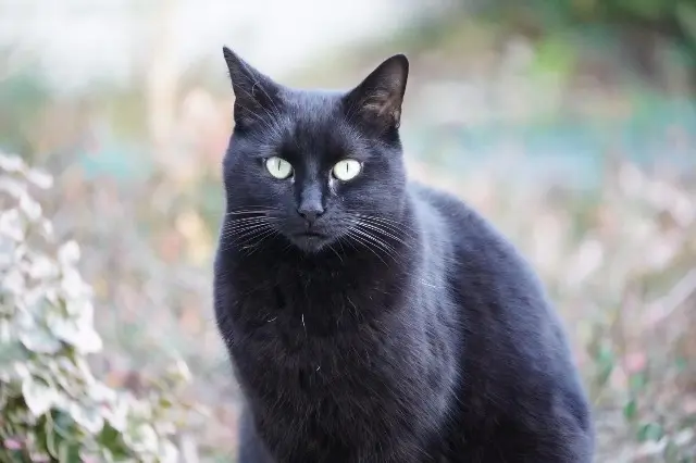 chatte lost   42400 Saint-Chamond Moka
