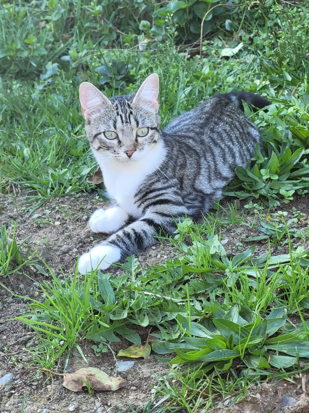 chatte lost   42540 Sainte-Colombe-sur-Gand Molly