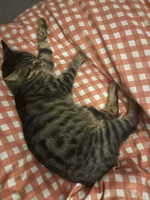 chatte lost   42110 Chambéon Moon