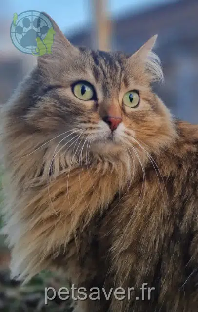 kat lost 42120 Saint-Vincent-de-Boisset Moumoune