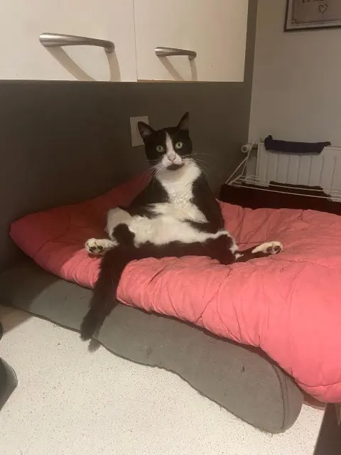 chatte lost   42600 Savigneux Nairobi