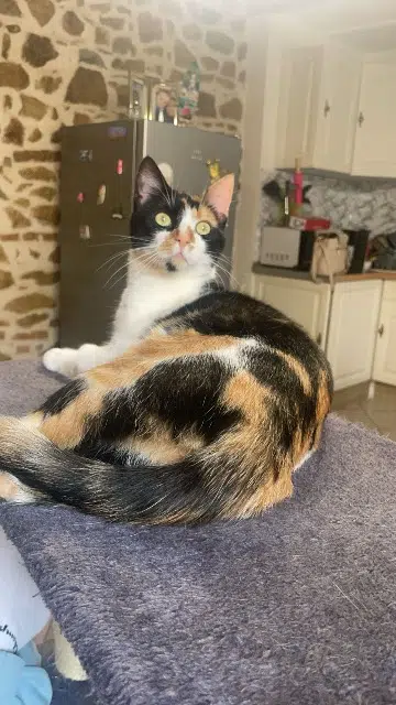 chatte lost   42120 Le Coteau Nala
