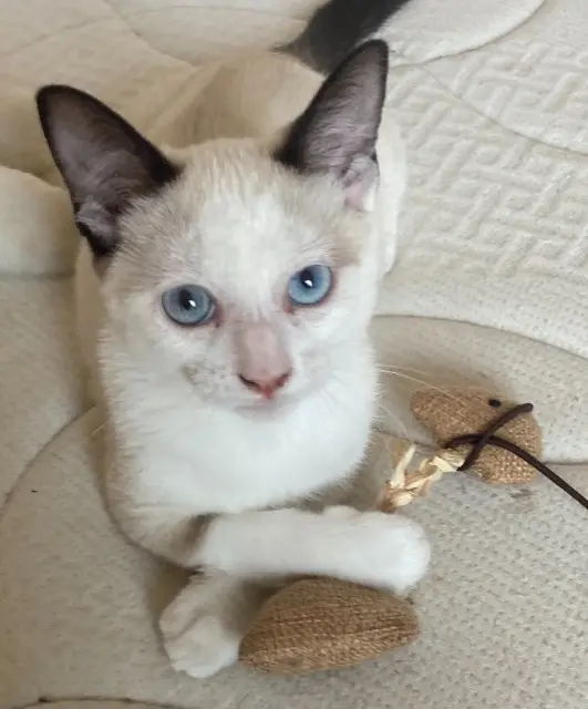 chatte lost   42110 Saint-Martin-Lestra Nala