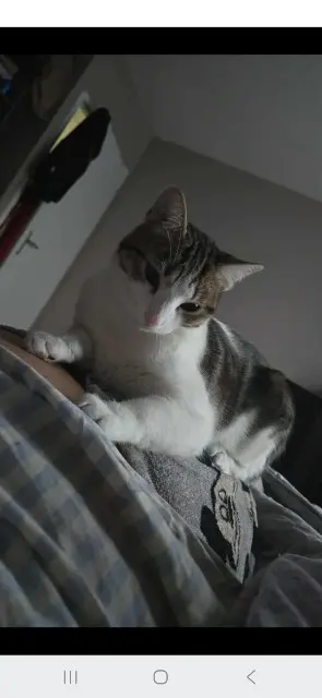 chatte lost   42500 Le Chambon-Feugerolles Nala