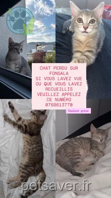 chatte lost 42400 Saint-Chamond Nana