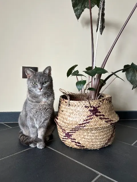 chatte lost   42110 Pouilly-lès-Feurs Naya