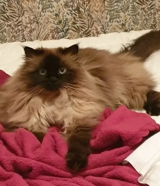 chatte lost   42570 Saint-Héand NAYA
