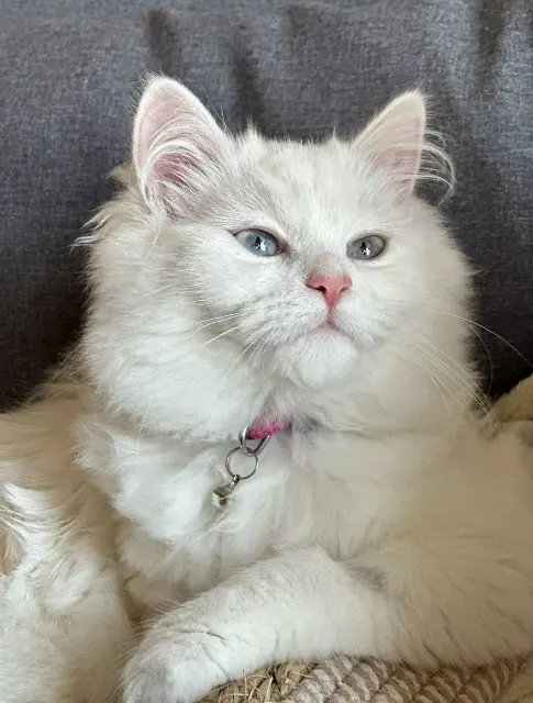 chatte lost   42530 Saint-Genest-Lerpt Neige