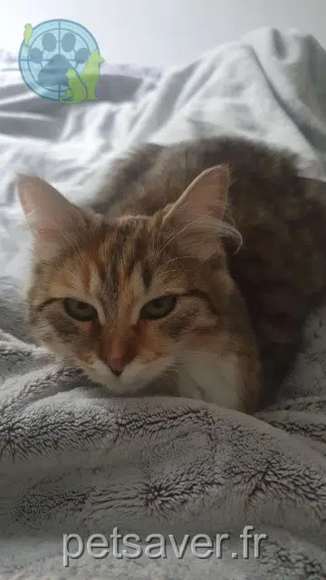 chatte lost 42350 La Talaudière Nika