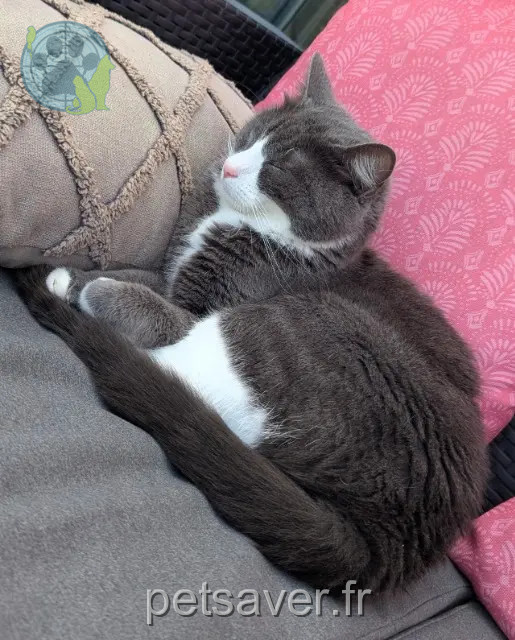 cat lost 42290 Sorbiers Peach cat lost 42290 Sorbiers Peach
