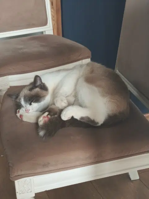 chatte lost   42210 Montrond-les-Bains Peatch