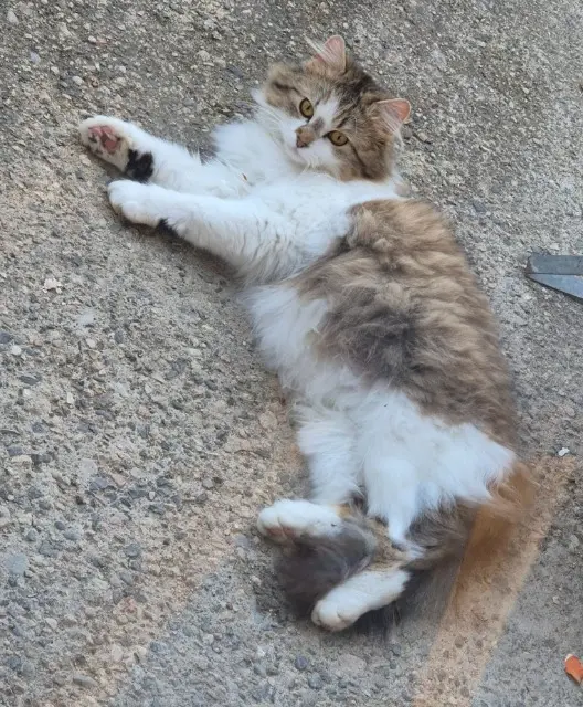 chatte lost   42510 Balbigny Plume